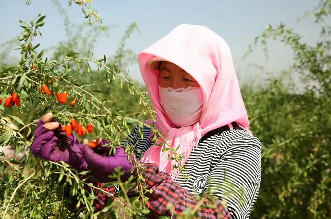 寧夏好枸杞，上線(xiàn)金蝶云星空財(cái)務(wù)系統(tǒng)